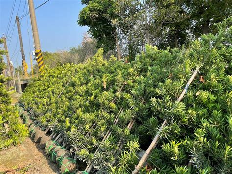 羅漢松圍牆|羅漢松圍牆：打造自然綠意的迷人障壁 – 植物盆栽綠寶典